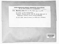 Phlebia rufa image
